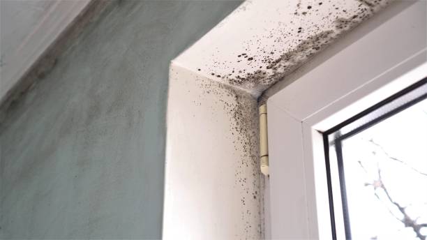 Why You Should Choose Our Mold Remediation Services in Bloomfield, NY